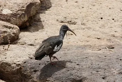 Bostrychia carunculata