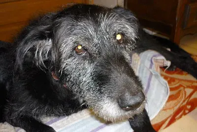 פאזל של immages