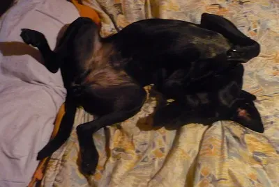 Praline
