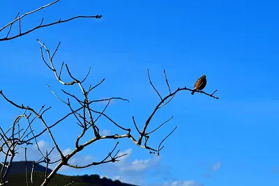 GorriÃ³n jigsaw puzzle