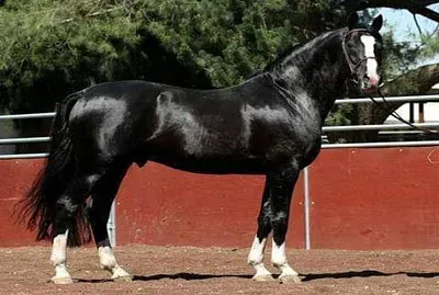 hermoso negro