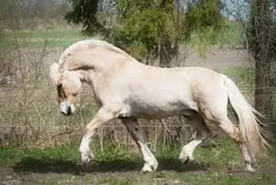 equino salvaje
