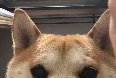 PERRITO