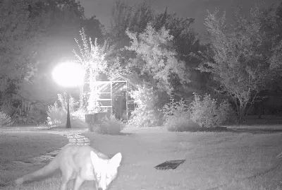 פאזל של renard de nuit