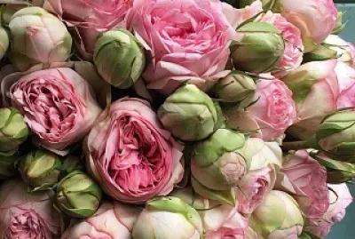 flores