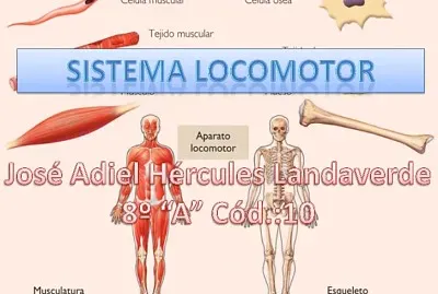 sistema locomotor
