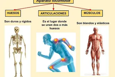 sistema locomotor