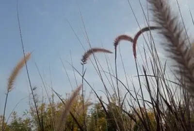 PLANTAS jigsaw puzzle