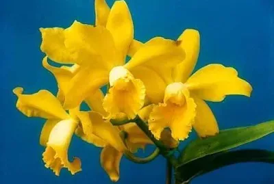 imagem jigsaw puzzle