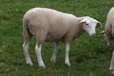 Inra 401