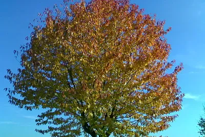 Herbstbaum