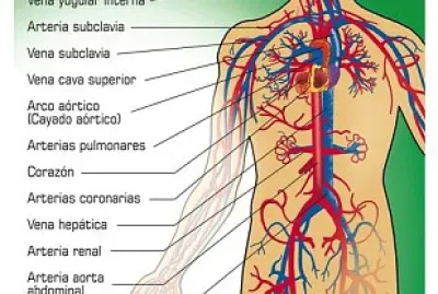sistema circulatorio