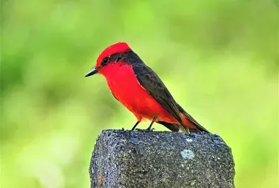 PÃ¡jaro
