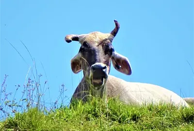 Vaca