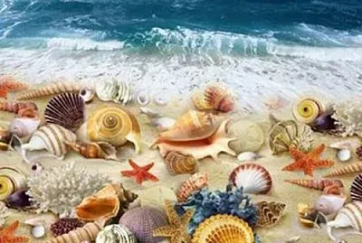 Seashells