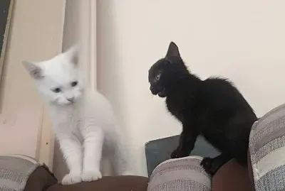 Luna y Choco jigsaw puzzle