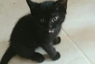 Chocotex jigsaw puzzle