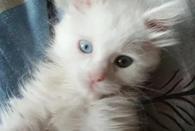 Ojasos jigsaw puzzle