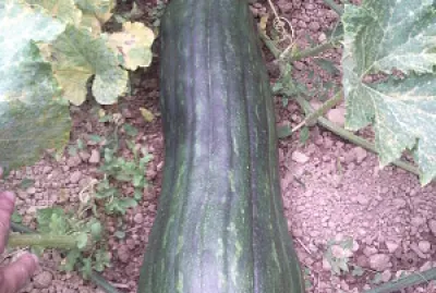 Calabaza