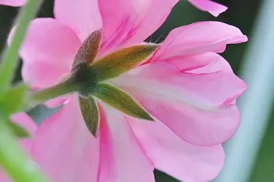 Délicatesse jigsaw puzzle