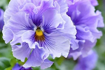 flores jigsaw puzzle