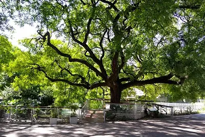 Bela Árvore num Parque em Buenos Aires