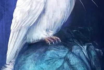 Bhuos, Aves, Pajaros