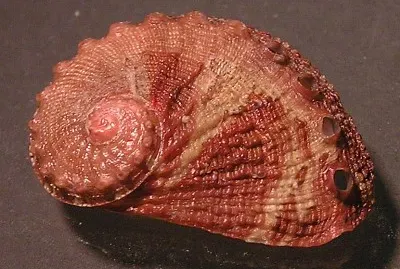 Haliotis clathrata
