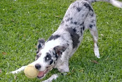 Koolie