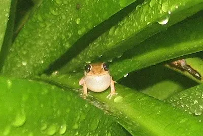 Grass coqui