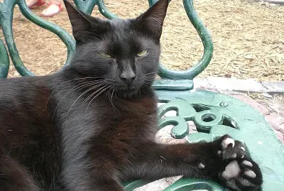 American polydacty
