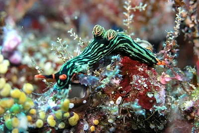 פאזל של Nembrotha kubaryana