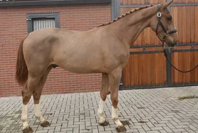 Warmblood belga