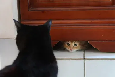 פאזל של chat