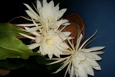 Nature jigsaw puzzle