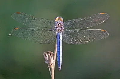 Orthetrum brunneum