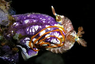 Nembrotha lineolata