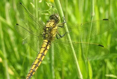Orthetrum cancellatum