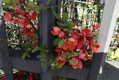 macchia di colore jigsaw puzzle