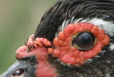 Pato. argentina