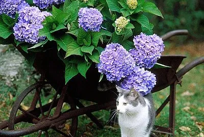 flores