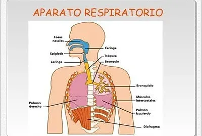 Sistema respiratorio jigsaw puzzle