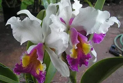 imagem jigsaw puzzle