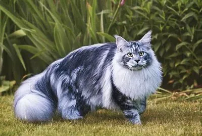 animali