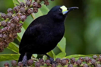 Paradigalla caruncolata