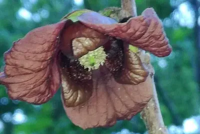 asiminier jigsaw puzzle