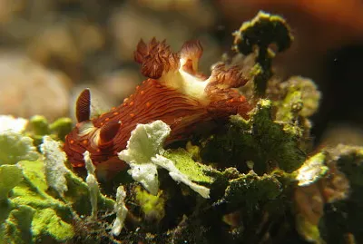 Nembrotha livingstonei