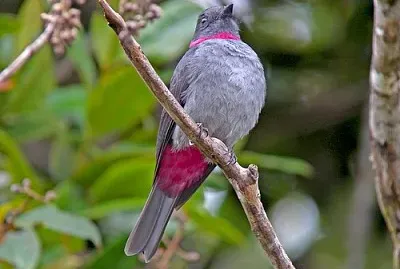 Rose collared piha