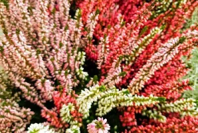 ×¤×¨×—×™× ×‘××“×•× ×•×¨×•×“ jigsaw puzzle