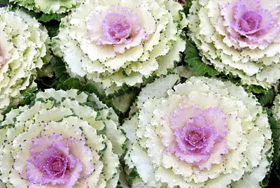 ×›×¨×•×‘ ×¦×‘×¢×•× ×™